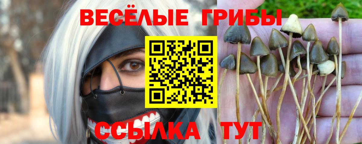 Псилоцибиновые грибы мухоморы Котлас